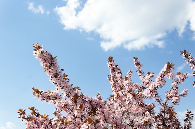 Primavera flores de cerejeira, rosa.