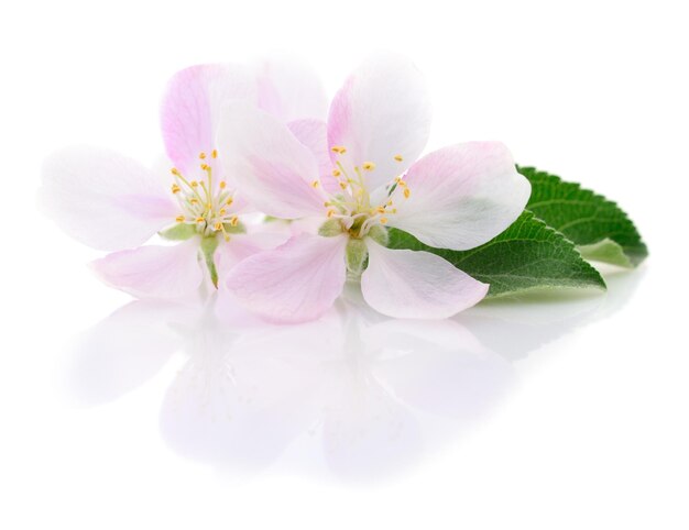 Primavera flores de maçã com folhas em um branco