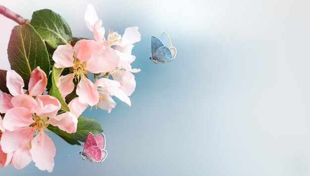 Primavera flores de maçã rosa com borboleta voando sobre fundo azul. fechar-se. copie o espaço