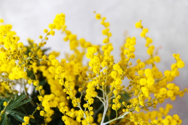 Primavera flores de mimosa, close-up de buquê