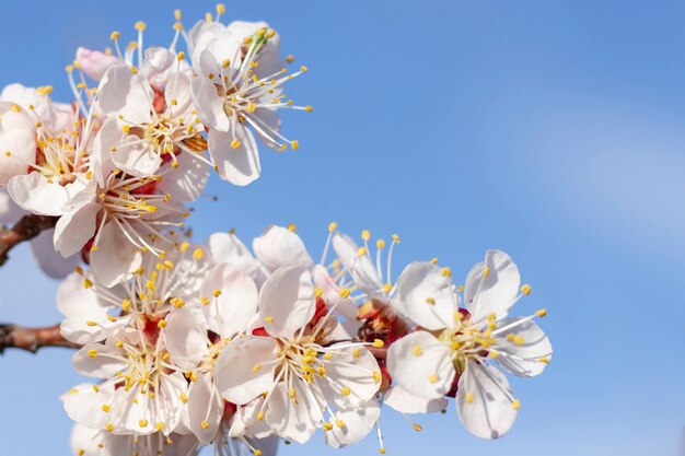 Primavera flores desabrocham em árvores de fruto