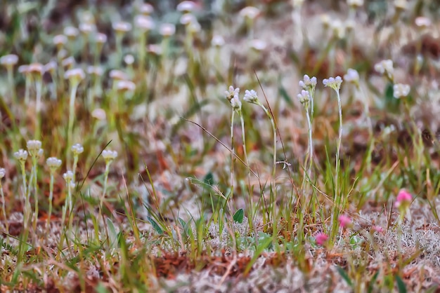 primavera flores fondo naturaleza salvaje pequeño resumen