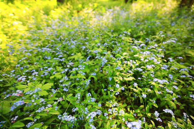 primavera flores fondo naturaleza salvaje pequeño resumen