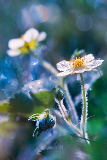 Primavera flores no orvalho de manhã cedo