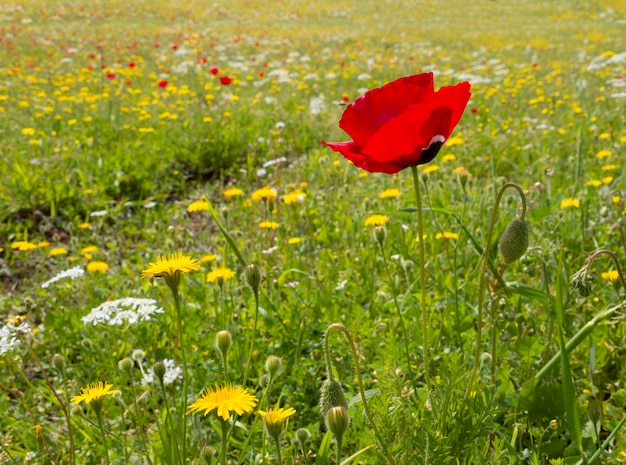 Primavera flores papoilas vermelhas Papaver em uma estrada rural entre as montanhas em uma ilha grega na Grécia