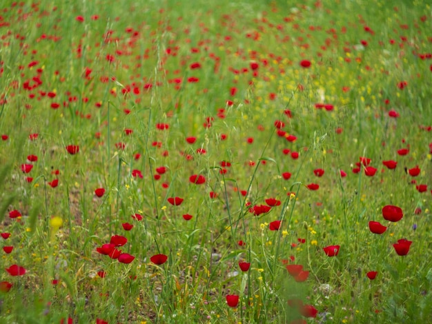 Primavera flores papoilas vermelhas Papaver em uma estrada rural entre as montanhas em uma ilha grega na Grécia