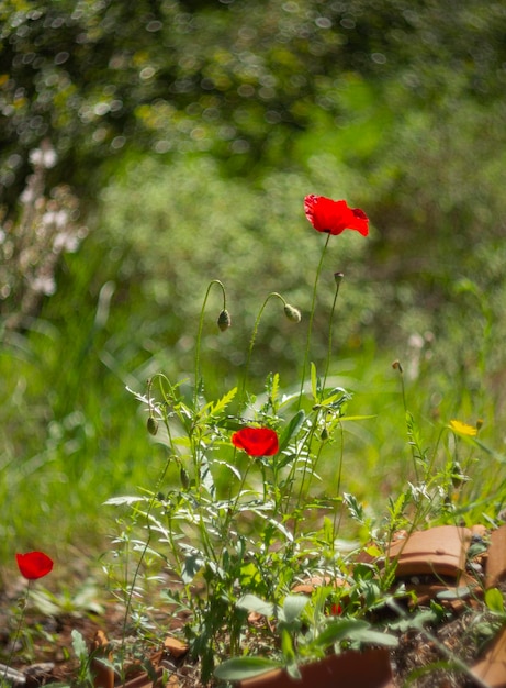 Primavera flores papoilas vermelhas Papaver em uma estrada rural entre as montanhas em uma ilha grega na Grécia