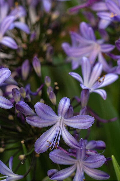 Primavera flores roxas