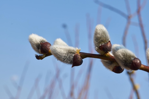 Primavera. Las flores del sauce (lat. Salix), los pendientes - han florecido las inflorescencias.