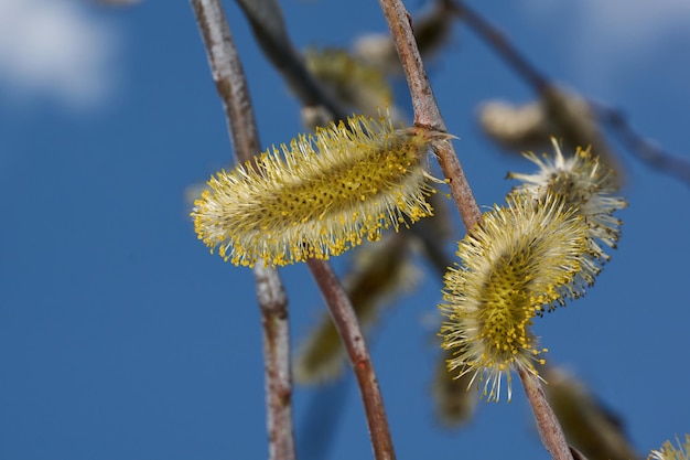 Primavera. Las flores del sauce (lat. Salix), los pendientes - han florecido las inflorescencias.