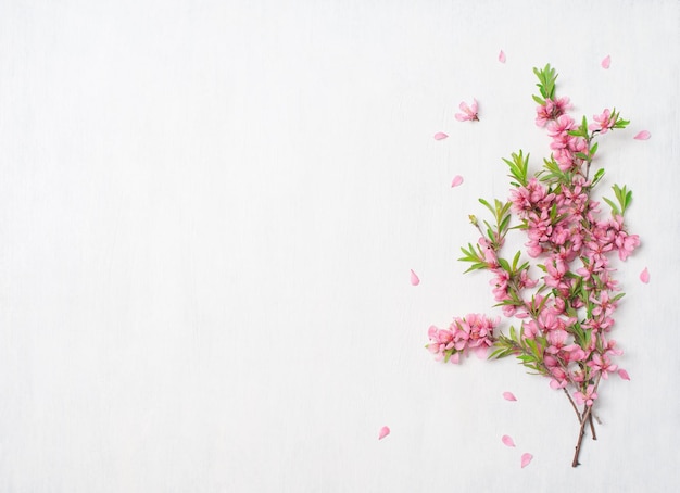 Primavera flores sobre fundo branco