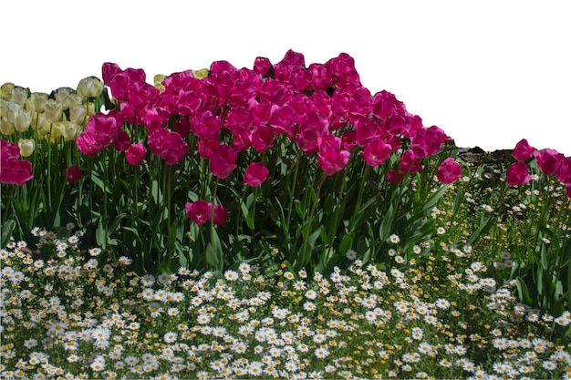 Primavera flores tulipanes aislado sobre fondo blanco colección floral