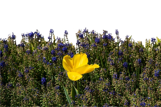 Primavera flores tulipas isoladas na coleção floral de fundo branco