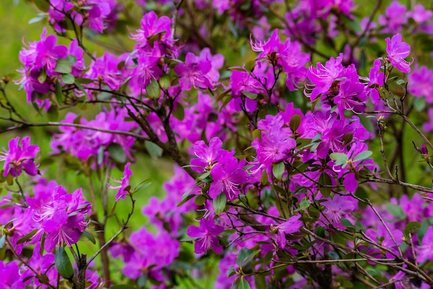 Primavera florescendo alecrim selvagem em condições naturais Fundo roxo floral natural