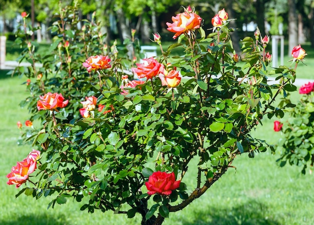 Primavera florescendo arbusto de flores rosas vermelhas no parque da cidade.