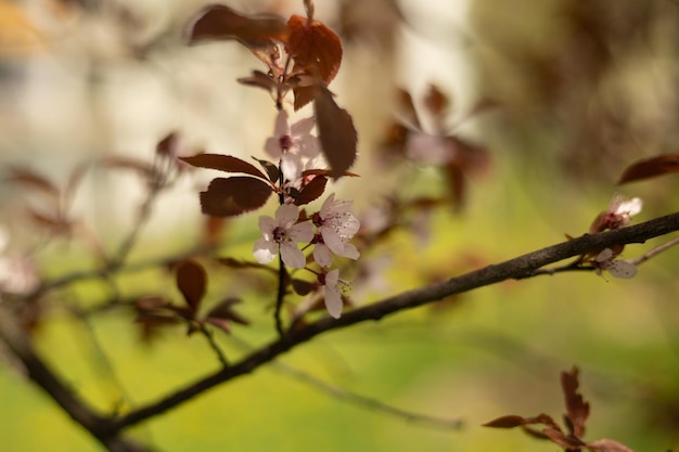 Foto primavera florescendo de perto