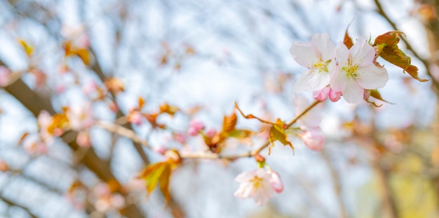 Primavera florescendo de sakura