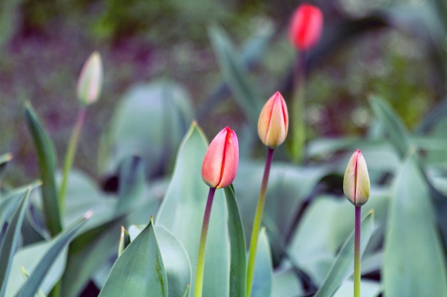 Primavera florescendo flores tulipa