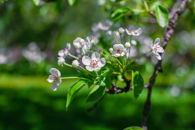 Primavera florescendo macieira folhas verdes Uma macieira ou pereira florescendo Um galho de árvore com flores brancas delicadas