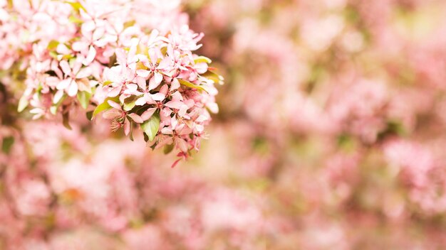 Primavera florescendo ramo rosa florescendo fundo e flores de fundo copiam o espaço