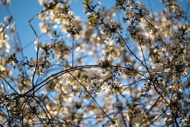 Primavera Florescendo Árvore florescendo contra o céu azul Flores da primavera Belo pomar Abstrato fundo desfocado Pomar de maçãs florescendo cerejeiras árvore frutífera Primavera