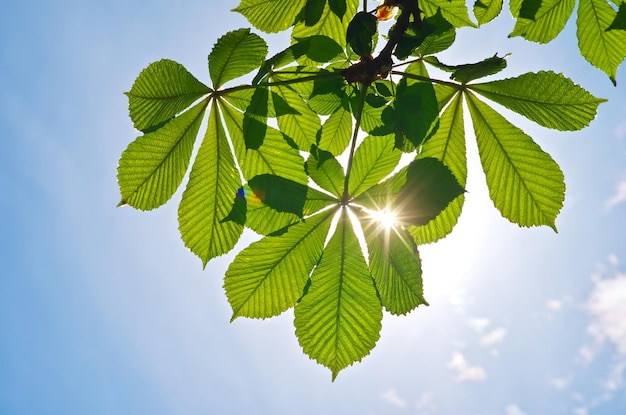 Primavera folha de castanha