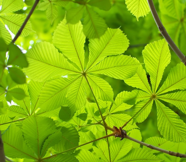 Primavera folha de castanha