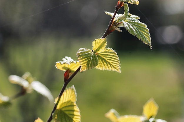 Primavera folhas frescas em uma árvore ao pôr do sol