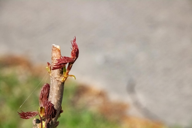 Primavera folhas vermelhas jovens em um galho de castanha