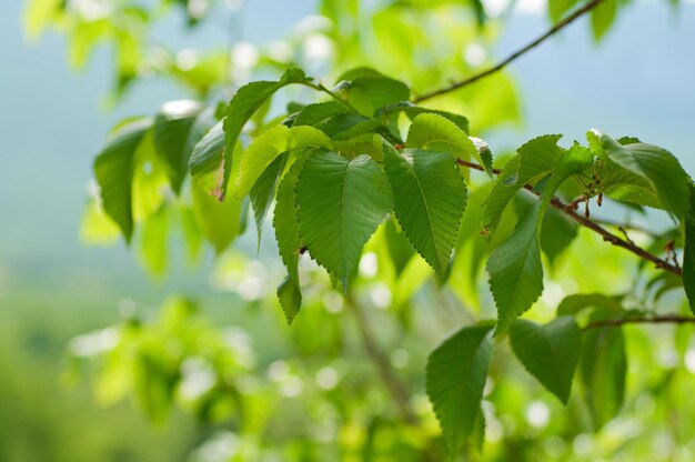 Primavera folhas