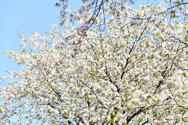 Primavera fondo blanco flor de cerezo hermosa