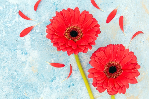 Primavera fresca flores rojas y pétalos sobre fondo azul con textura