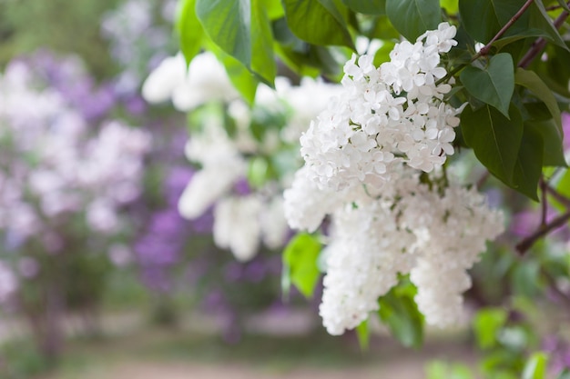 Primavera fundo horizontal brilhante com flores lilás brancas florescendo no belo jardim