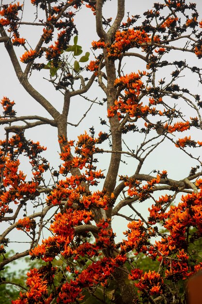 En primavera hay muchas flores de Palash Butea Monosperma florece en las ramas de los árboles de Palash