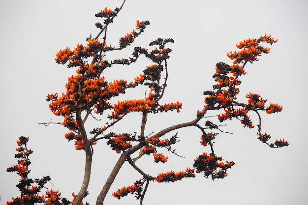 En primavera hay muchas flores de Palash Butea Monosperma florece en las ramas de los árboles de Palash