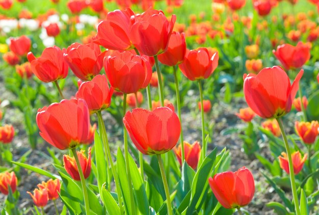 Primavera hermosas flores de tulipán rojo