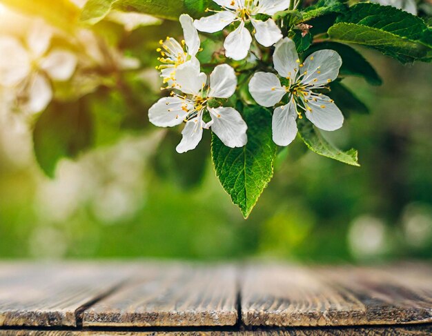 Primavera hermoso fondo con verde follaje exuberante ramas de flores con mesa de madera vacía en na