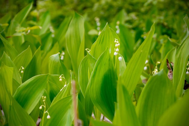 Primavera de hierba verde y flores en la luz del sol con una gota de rocío