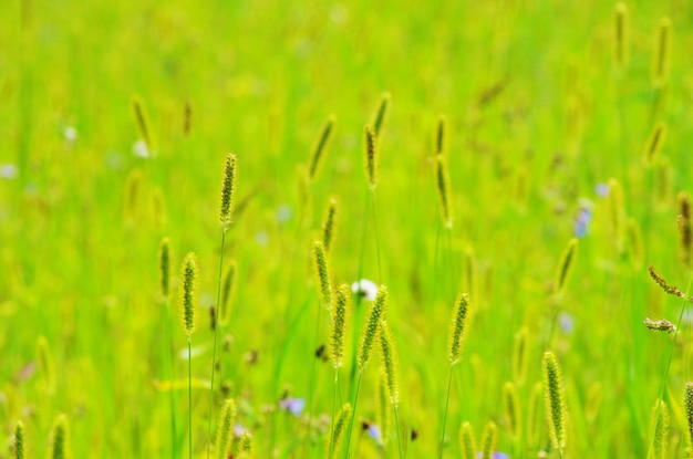 la primavera la hierba