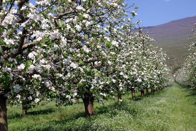 La primavera en el huerto