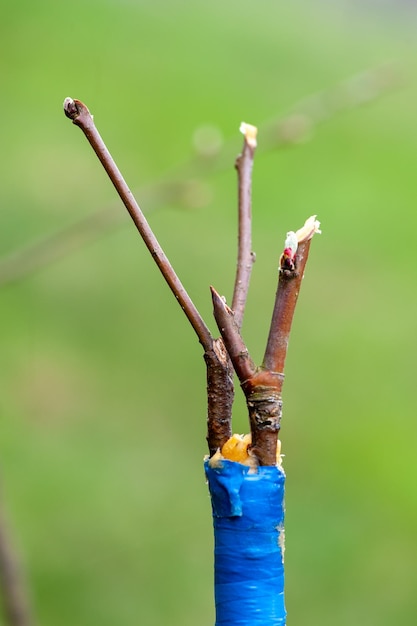 Primavera injerto de árboles