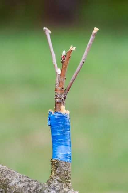 Primavera injerto de árboles