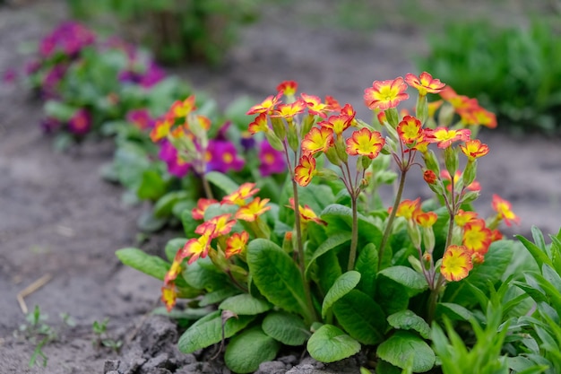 La primavera de jardín floreció en la primavera en el jardín.