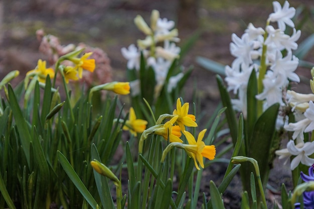 La primavera en el jardín