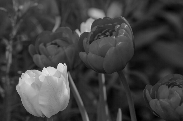 La primavera en el jardín