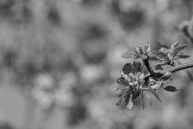 La primavera en el jardín