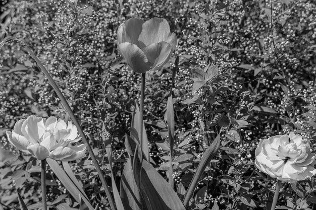 La primavera en el jardín