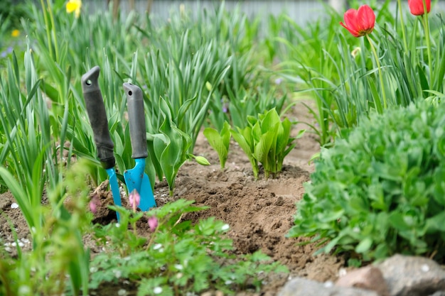 Primavera, jardinería de temporada de primavera, herramientas de jardinería de suelo y plantas verdes jóvenes.