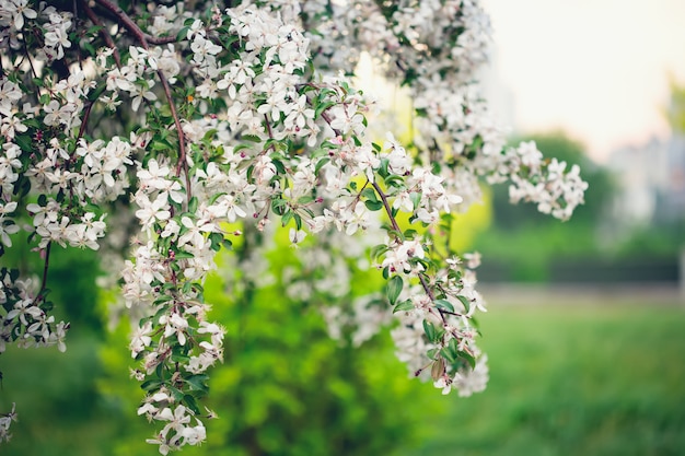 Primavera, joven cerezo en flor. flores de primavera.