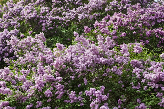 Primavera lilás desabrochando